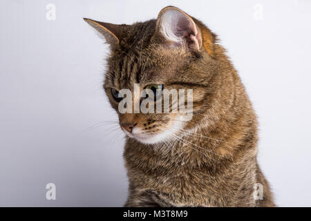 Mignon chaton européen isolé sur fond blanc , animal portrait Banque D'Images
