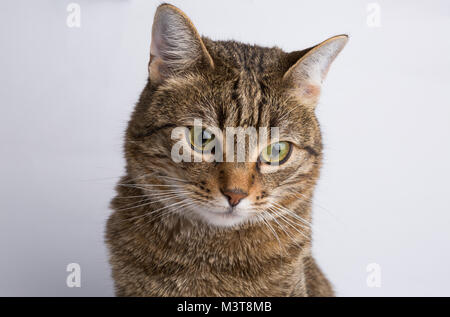 Mignon chaton européen isolé sur fond blanc , animal portrait Banque D'Images