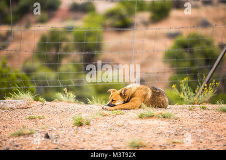 Chien Jaune allongé dans l'herbe et de surveiller les frontières nationales. Banque D'Images