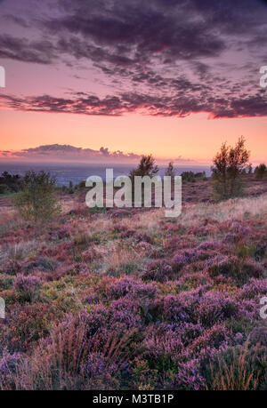 La lande de bruyère en été au coucher du soleil, Bosley Cloud ou Cloudside, près de Crewe, Cheshire, England, UK Banque D'Images