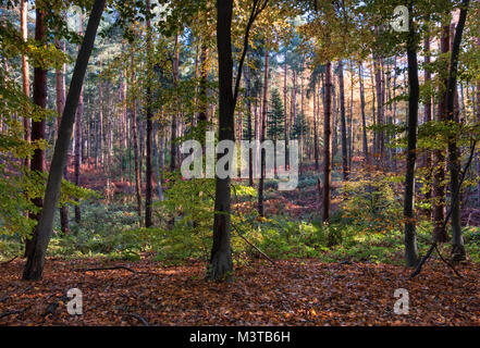 L'automne à Delamere Forest, Delamere, Cheshire, England, UK Banque D'Images