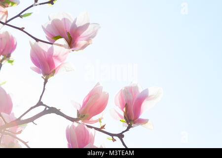 Belles fleurs magnolia rose clair sur fond de ciel bleu. Low Angle View. Image tonique Banque D'Images