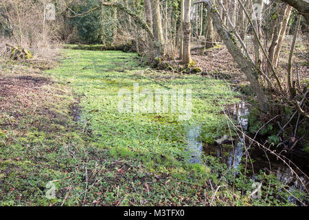 Le cresson sauvage, Nasturtium officinale ou Rorripa nasturtium-aquaticum, grandissant dans l'eau, Sutton, Suffolk, Angleterre, RU Banque D'Images