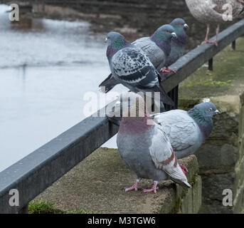Quelques pidgeons cultivé sur le côté de la rivière Ayr en Ecosse. Banque D'Images
