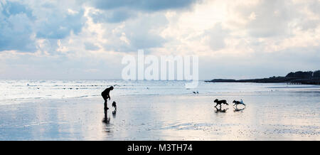 Un chien walker avec trois chiens qui courent sur Climping beach, West Sussex. Leurs ombres se reflètent dans le sable humide et les derniers rayons de soleil. Banque D'Images