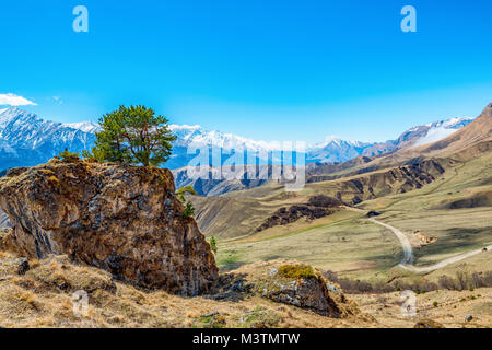 Belle journée de printemps paysage avec des sommets couverts de neige et l'arbre pousse sur la pierre, Caucase, Russie, République de l'Ingouchie Banque D'Images