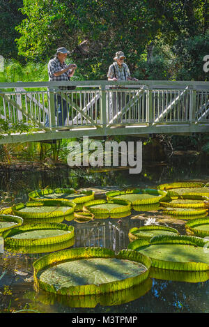 Scènes de la nature dans un jardin du nord de la Floride. Banque D'Images