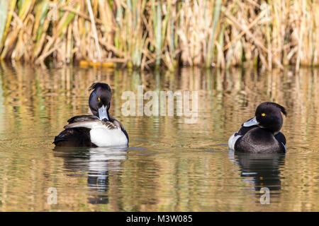 Touffetée mâle toilettage canards sur une journée d'hiver ensoleillée montrant à touffeter écussons sur la tête et le bleu gris noir embout de loi. Noir et blanc avec les yeux jaune Banque D'Images