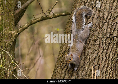 Cette image d'un écureuil gris qui voyagent d'un arbre montre l'envers les pieds sont pivoté de 180 degrés pour maintenir une emprise sur l'écorce avec ses griffes. Banque D'Images