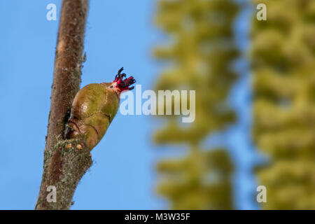 Le noisetier commun (Corylus avellana) châton de bud, dissimulé dans les styles avec seulement rouge visible contre le ciel bleu Banque D'Images