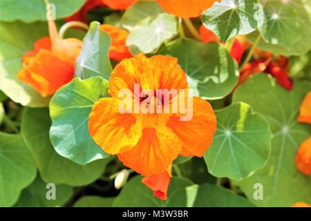 Nasturtiums (Tropaeolum Magus) en pleine fleur Banque D'Images