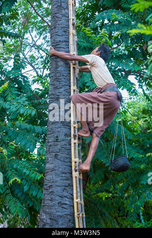 Agriculteur birman grimpant un palmier pour obtenir du jus pour extraire du sucre de palmier dans un village près de Bagan Myanmar Banque D'Images