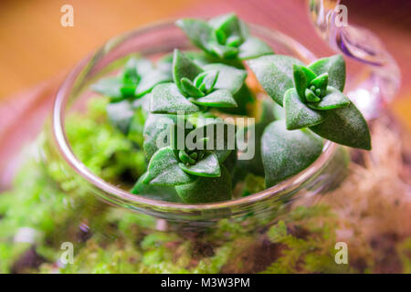 Plante en fleurs en verre dans un bocal en verre Banque D'Images