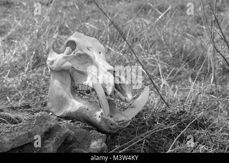 Crâne d'un sanglier sur un fond d'herbe sèche, photo en noir et blanc Banque D'Images