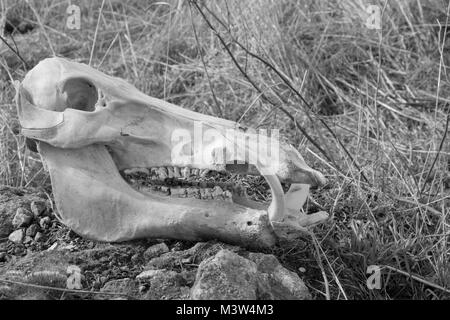 Crâne de sanglier sur fond d'herbe sèche, vue latérale, photo en noir et blanc Banque D'Images