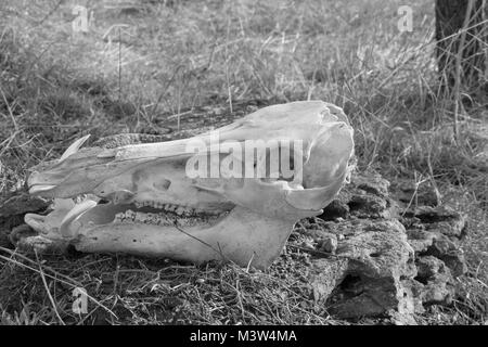 Crâne de sanglier sur fond d'herbe sèche, vue de gauche, photo en noir et blanc Banque D'Images