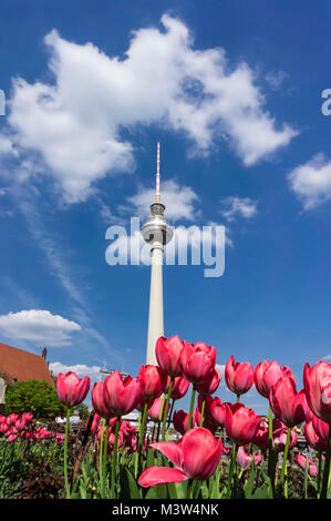 Tulip blossom, printemps, Alex, tour de télévision, place Alexander, Berlin , Allemagne Banque D'Images
