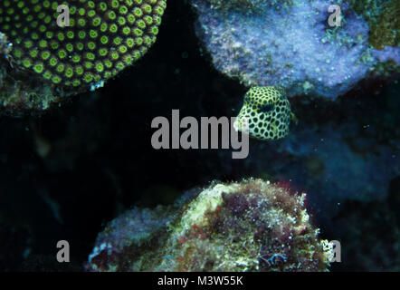 Lactophrys triqueter aussi connu comme le bon trunkfish, est une espèce de boxfish trouvés sur et à proximité de récifs coralliens de la mer des Caraïbes, du golfe du Mexique et subt Banque D'Images