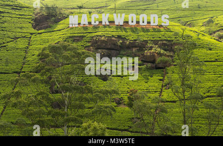 Sri Lanka - Novembre 2013 : Mackwoods signe sur la plantation de thé au Sri Lanka Banque D'Images