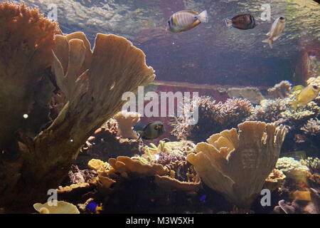 Les coraux et poissons tropicaux dans l'Aquarium dans le Zoo de Londres, Londres Banque D'Images