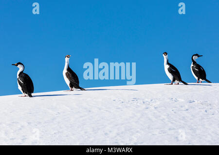 Shag Antarctique ; les cormorans ; Leucocarbo bransfieldensis ; blue-eyed shag ; oiseau ; l'Île Nansen l'Antarctique ; Banque D'Images