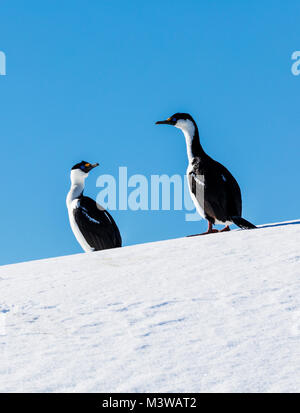 Shag Antarctique ; les cormorans ; Leucocarbo bransfieldensis ; blue-eyed shag ; oiseau ; l'Île Nansen l'Antarctique ; Banque D'Images