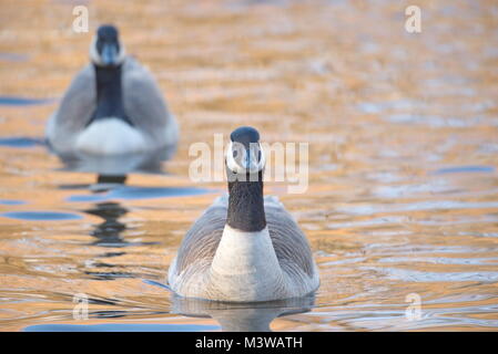 Bernache du Canada (Branta canadensis) - head shot à Jericho park DEC 11/2018 Banque D'Images