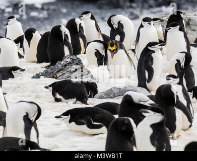 Manchot de Macaroni seul sur une rookerie avec pingouins de collier ; pingouin à anneaux ; pingouin à barbe ; pingouin de patache de pierre ; Half Moon Island ; Antarctique Banque D'Images