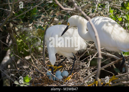 Aigrette neigeuse (Egretta thula) snowy egrets adultes ayant tendance à l'œufs sur leur nid, St Augustine, Floride Banque D'Images