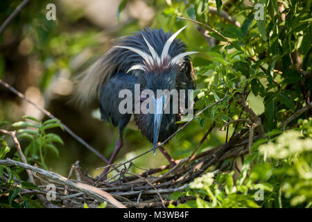 Aigrette tricolore (Egretta tricolor) dans l'élevage plumade perché sur une branche à St Augustine, Floride Banque D'Images