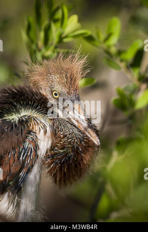 Aigrette tricolore (Egretta tricolor) Portrait d'un jeune aigrette tricolore à St Augustine, Floride Banque D'Images