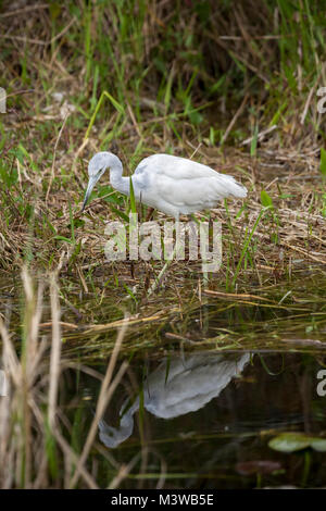 Little Blue Heron (Egretta caerulea) la chasse pour se nourrir dans le parc national des Everglades, en Floride Banque D'Images