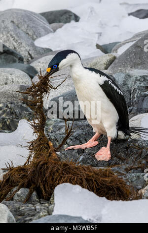 ; Cormorant shag antarctique ; Leucocarbo bransfieldensis ; blue-eyed shag ; bird ; collecte des algues pour nid ; Half Moon Island ; l'Antarctique Banque D'Images