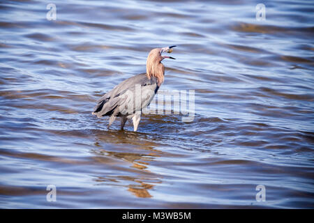 Aigrette garzette (Egretta rufescens rougeâtre) dans l'alimentation Canaveral National Seashore, Floride Banque D'Images