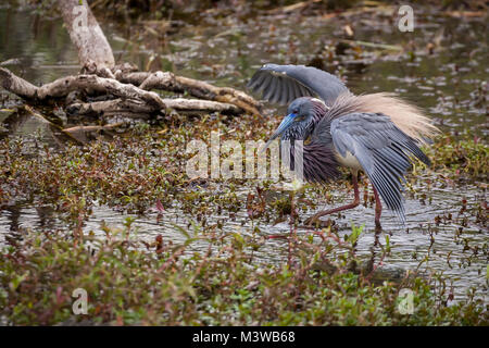 Aigrette tricolore (Egretta tricolor) affichage de l'aile en pataugeant dans l'eau dans le parc national des Everglades, en Floride Banque D'Images