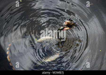 Anhinga (Anhinga anhinga) avec un poisson qu'il harponnées dans le parc national des Everglades, en Floride Banque D'Images