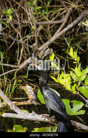 Anhinga (Anhinga anhinga) manger un poisson qu'il harponnées dans le parc national des Everglades, en Floride Banque D'Images