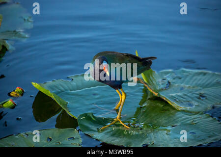 Purple Gallinule (Porphyrio martinica) marche sur une feuille de nénuphar dans le parc national des Everglades, en Floride Banque D'Images