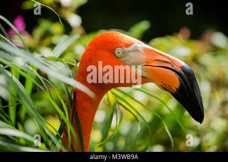 Portrait d'un flamant rose (Phoenicopterus ruber) Banque D'Images