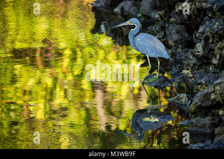 Aigrette tricolore (Egretta tricolor) de patauger dans un ruisseau la chasse à des fins alimentaires dans Ding Darling National Wildlife Refuge, en Floride Banque D'Images