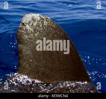 Un requin océanique distinctif du bout fin brise la surface à côté du bateau. Banque D'Images