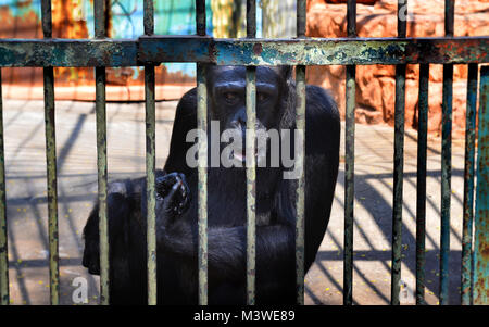 Le zoo n'ont aucune liberté de singe dans la cage pour les touristes et les gens à l'apprentissage Banque D'Images