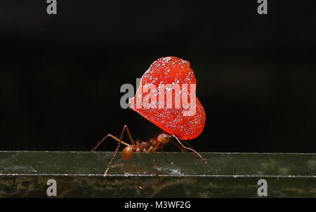 Fourmis coupeuses de feuilles offrir amour rouge coeur à leur reine dans leur nid à Blair Drummond Safari Park. Banque D'Images