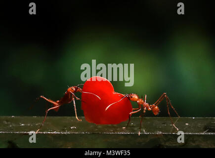 Fourmis coupeuses de feuilles offrir amour rouge coeur à leur reine dans leur nid à Blair Drummond Safari Park. Banque D'Images