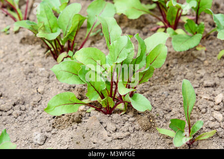 De plus en plus de germes de betterave dans le champ dans le jardin Banque D'Images