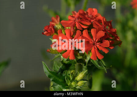 Lychnis chalcedonica rouge dans le jardin de fleurs Banque D'Images