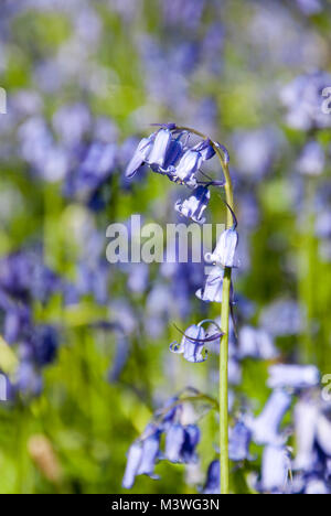 Close up sur bluebell flowers growing in Carbrook ravin nature reserve au printemps, Sheffield, Royaume-Uni Banque D'Images