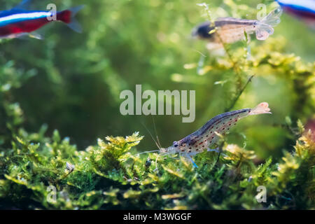 Crevettes Crevettes Japonais Amano ou nager dans l'eau. Banque D'Images