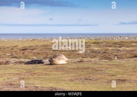 Éléphant femelle avec chiot, sur terre, dans les îles Falkland Banque D'Images