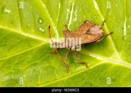 Bug, ou Dock Stink Bug, Coreus marginatus, Catbrook, Monmouthshire, Juillet Banque D'Images